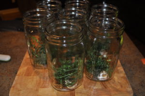 Jars filled with dill and garlic.  This is where I added a few hot peppers to a couple jars to see what they'd taste like.  You can also add red pepper flakes.